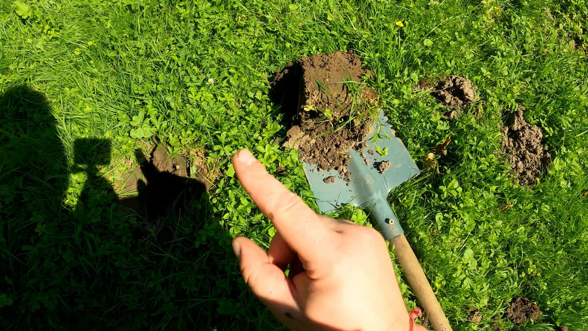 Carré de terre à retirer pour le piégeage d'une taupe