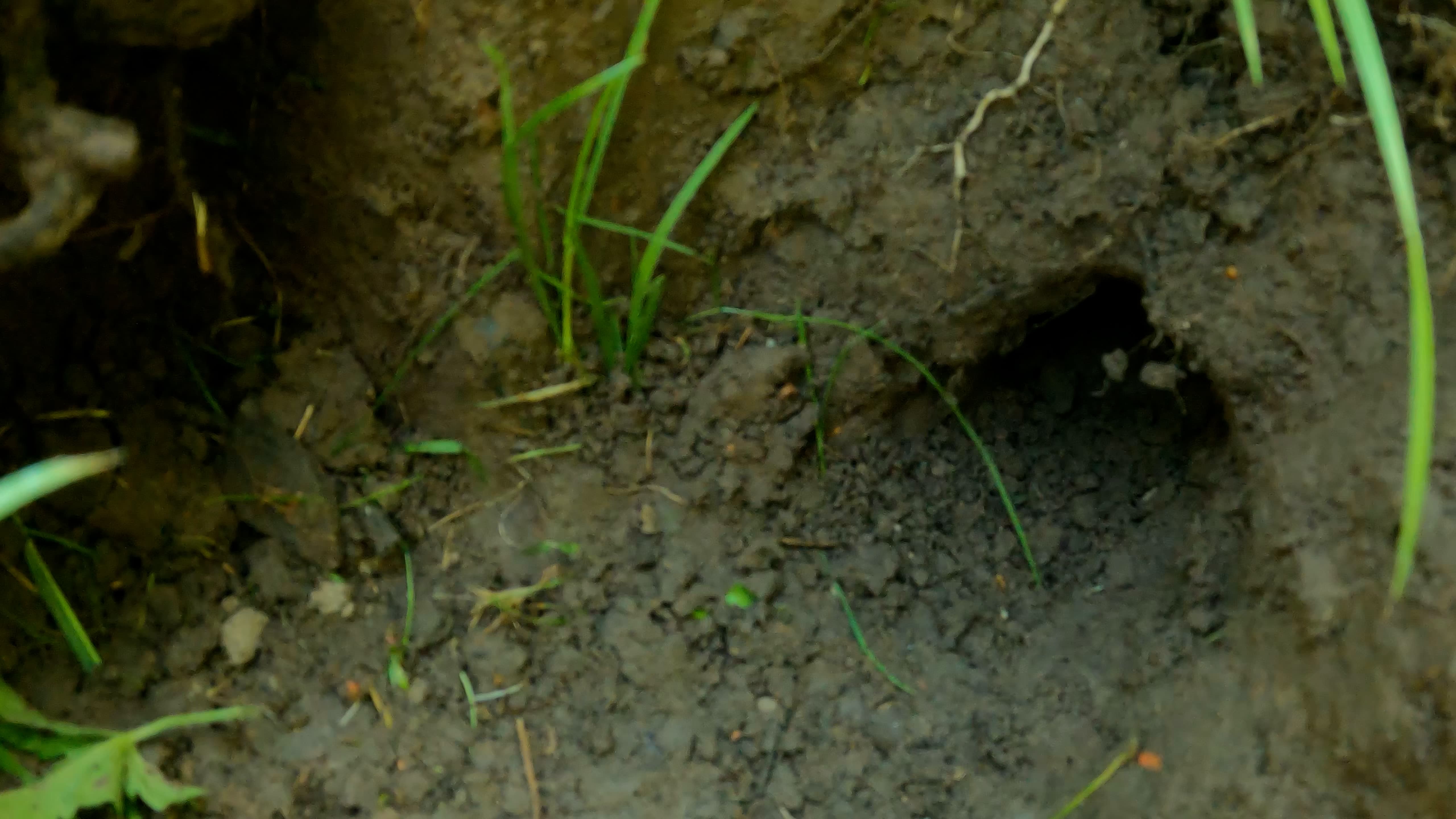 Vue externe de la galerie d'une taupinière ouverte